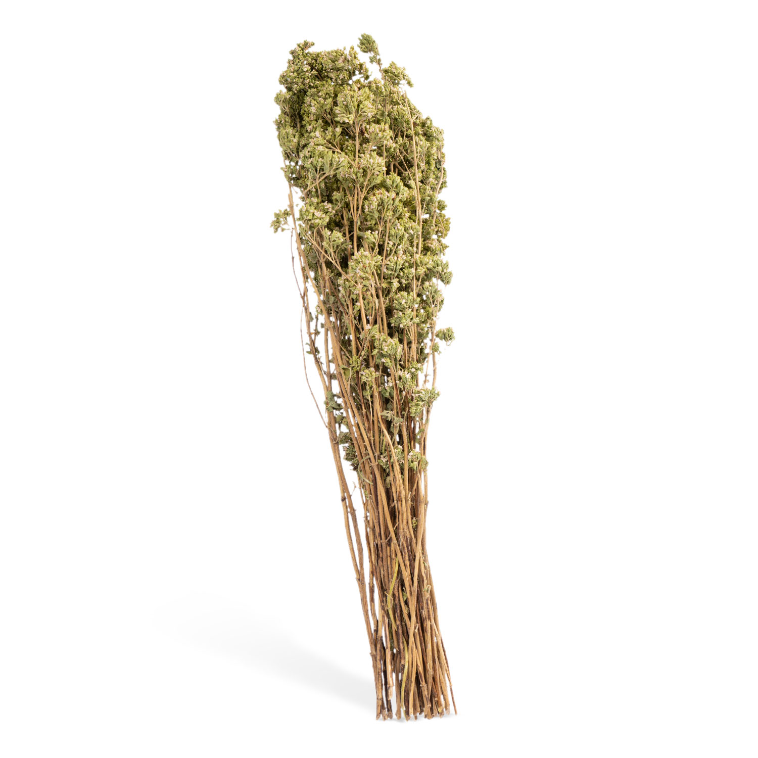 Gustosi Oregano-Strauch; getrocknet; 50 g